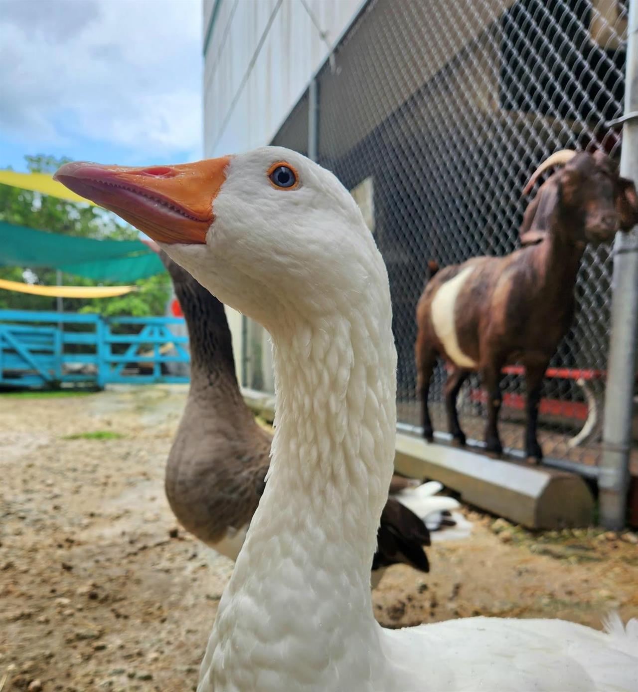 4554 Kw Animal Farm Hissyfit Goose And Charlie Goat B